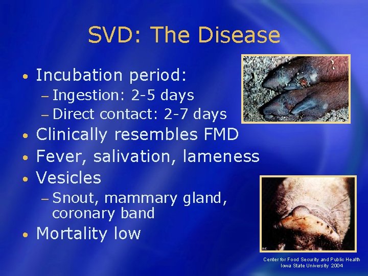 SVD: The Disease • Incubation period: − Ingestion: 2 -5 days − Direct contact: