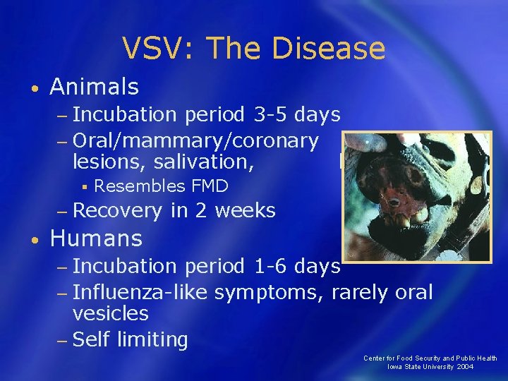 VSV: The Disease • Animals − Incubation period 3 -5 days − Oral/mammary/coronary band