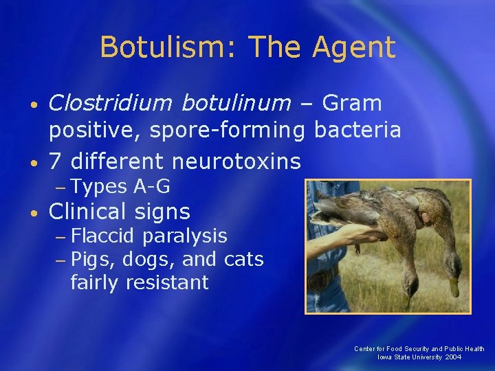 Botulism: The Agent Clostridium botulinum – Gram positive, spore-forming bacteria • 7 different neurotoxins