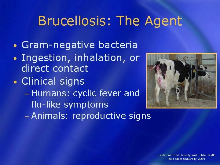 Brucellosis: The Agent Gram-negative bacteria • Ingestion, inhalation, or direct contact • Clinical signs