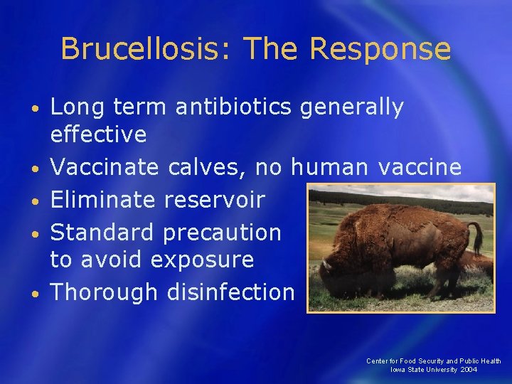 Brucellosis: The Response • • • Long term antibiotics generally effective Vaccinate calves, no