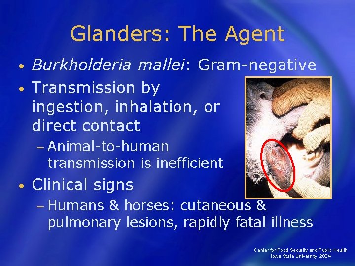 Glanders: The Agent Burkholderia mallei: Gram-negative • Transmission by ingestion, inhalation, or direct contact