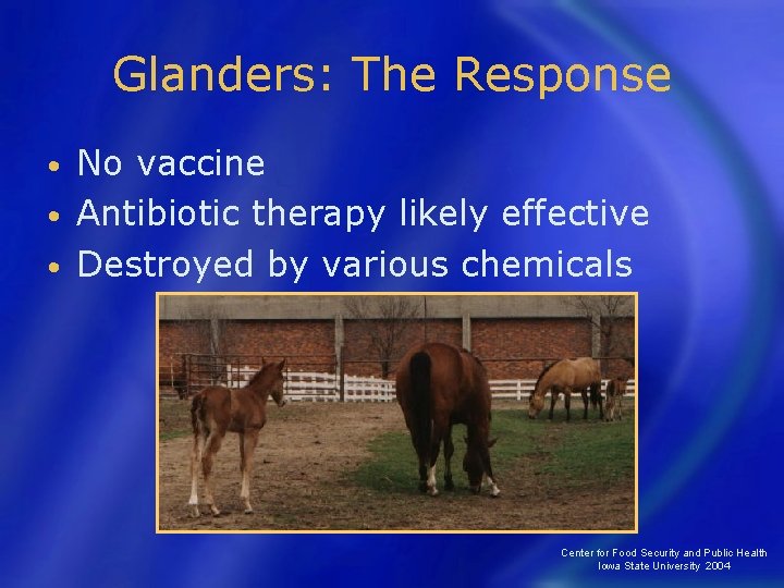 Glanders: The Response No vaccine • Antibiotic therapy likely effective • Destroyed by various