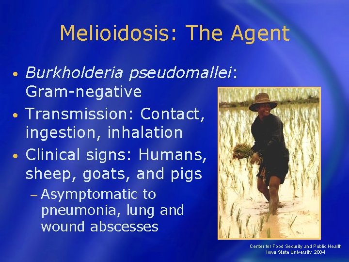 Melioidosis: The Agent Burkholderia pseudomallei: Gram-negative • Transmission: Contact, ingestion, inhalation • Clinical signs: