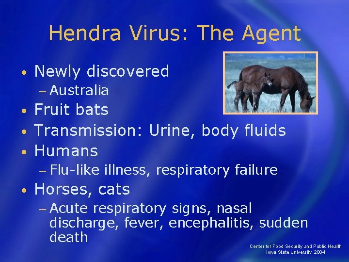 Hendra Virus: The Agent • Newly discovered − Australia Fruit bats • Transmission: Urine,