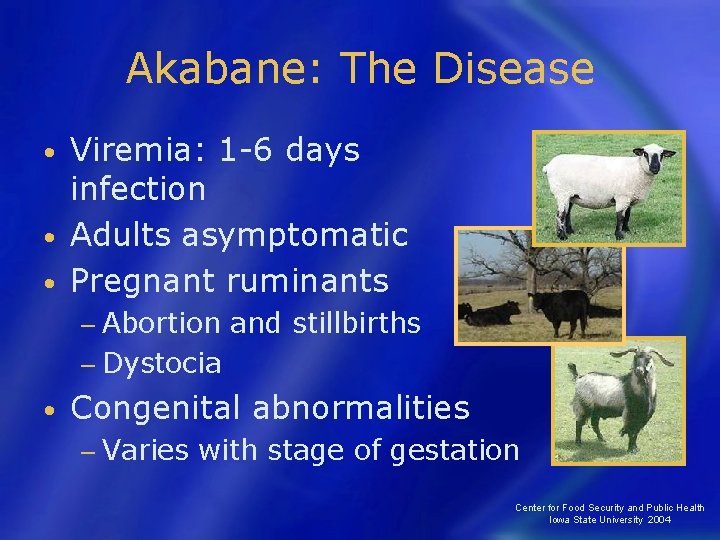Akabane: The Disease Viremia: 1 -6 days infection • Adults asymptomatic • Pregnant ruminants