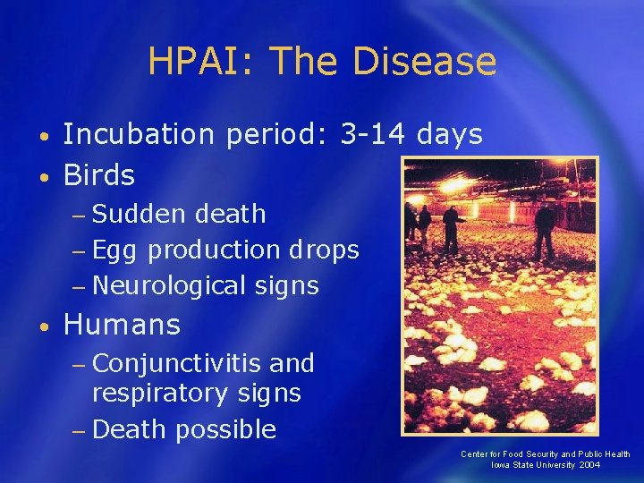 HPAI: The Disease Incubation period: 3 -14 days • Birds • − Sudden death