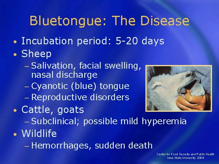 Bluetongue: The Disease Incubation period: 5 -20 days • Sheep • − Salivation, facial