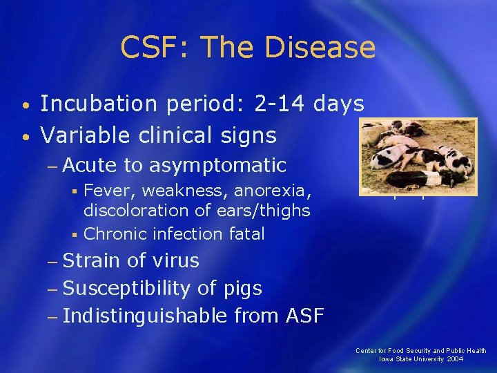 CSF: The Disease Incubation period: 2 -14 days • Variable clinical signs • −