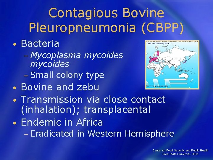 Contagious Bovine Pleuropneumonia (CBPP) • Bacteria − Mycoplasma mycoides − Small colony type Bovine