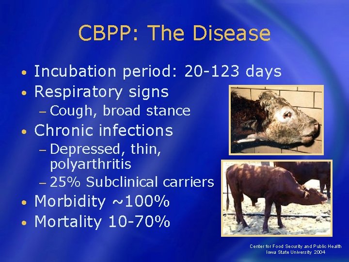 CBPP: The Disease Incubation period: 20 -123 days • Respiratory signs • − Cough,