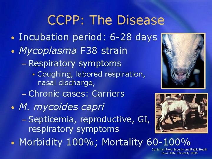 CCPP: The Disease Incubation period: 6 -28 days • Mycoplasma F 38 strain •