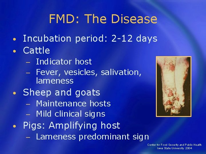 FMD: The Disease Incubation period: 2 -12 days • Cattle • Indicator host −