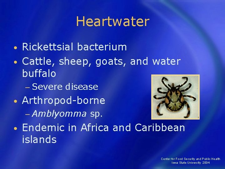 Heartwater Rickettsial bacterium • Cattle, sheep, goats, and water buffalo • − Severe •