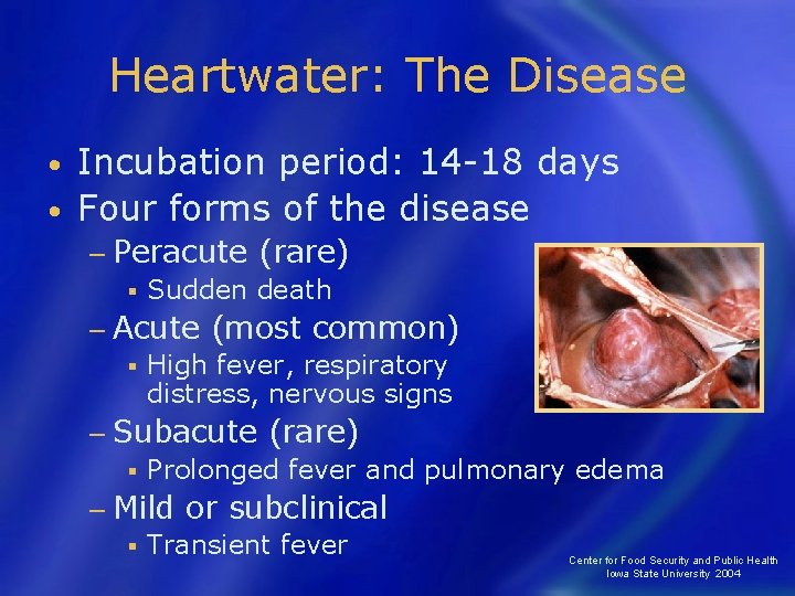 Heartwater: The Disease Incubation period: 14 -18 days • Four forms of the disease