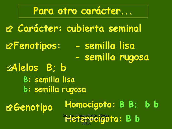 Para otro carácter. . . Carácter: cubierta seminal Fenotipos: ÷Alelos B; b - semilla