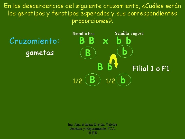 En las descendencias del siguiente cruzamiento, ¿Cuáles serán los genotipos y fenotipos esperados y