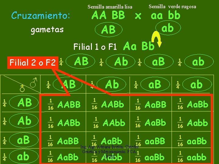 Semilla verde rugosa Semilla amarilla lisa AA BB x aa bb ab AB Cruzamiento: