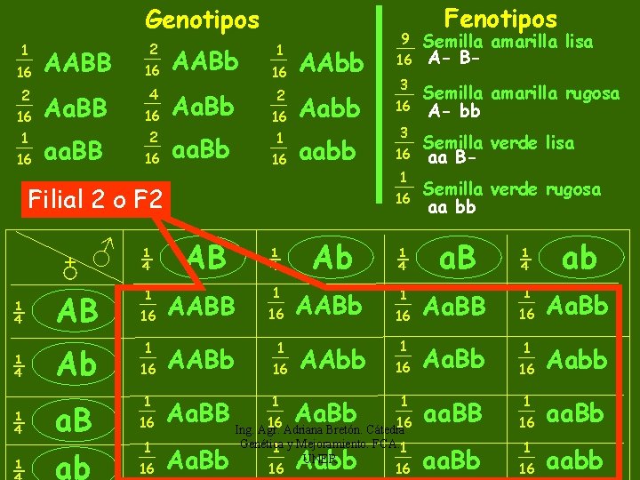 Genotipos 1 16 2 16 1 16 AABB Aa. BB aa. BB 2 16