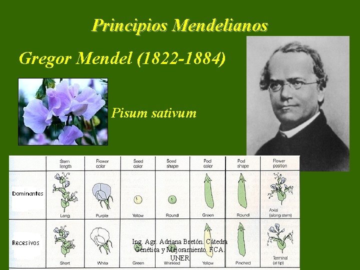 Principios Mendelianos Gregor Mendel (1822 -1884) Pisum sativum Ing. Agr. Adriana Bretón. Cátedra Genética