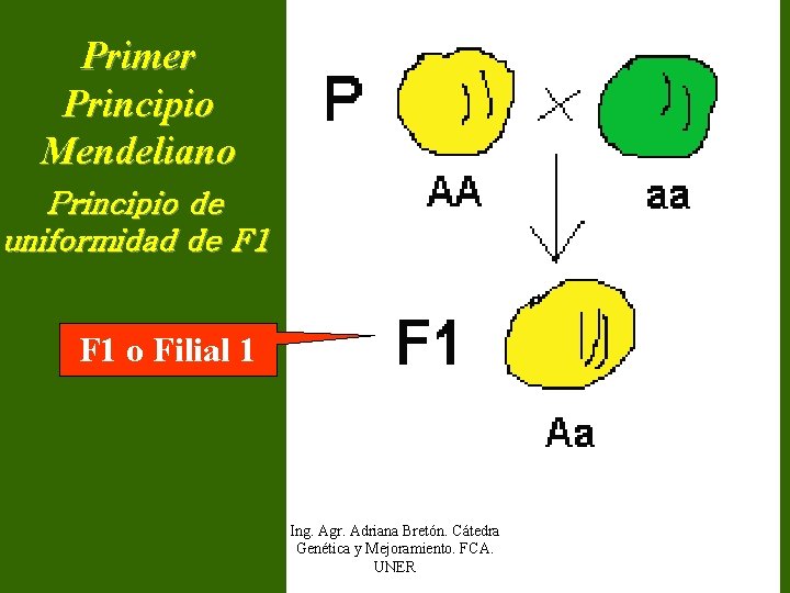Primer Principio Mendeliano Principio de uniformidad de F 1 o Filial 1 Ing. Agr.