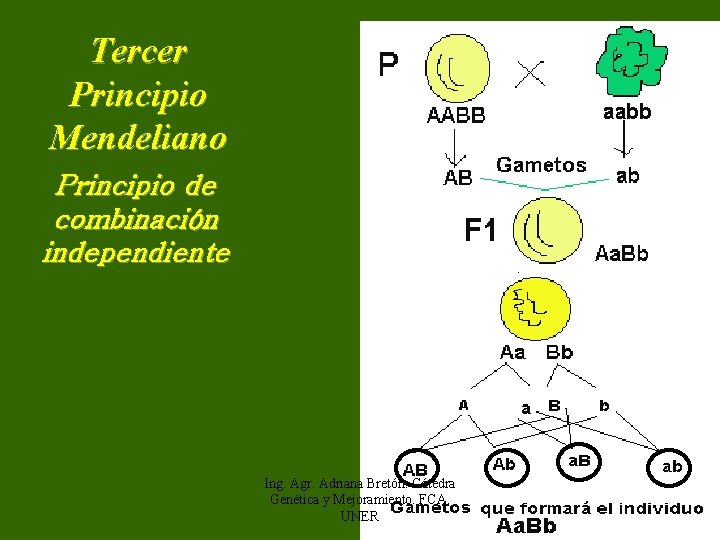 Tercer Principio Mendeliano Principio de combinación independiente Ing. Agr. Adriana Bretón. Cátedra Genética y