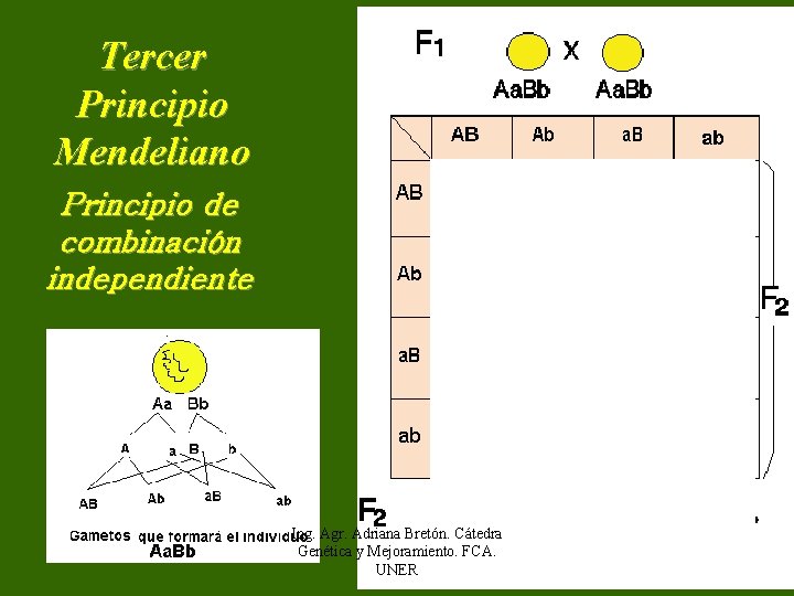 Tercer Principio Mendeliano Principio de combinación independiente Ing. Agr. Adriana Bretón. Cátedra Genética y