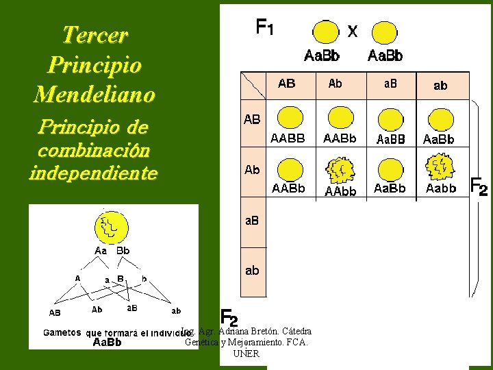 Tercer Principio Mendeliano Principio de combinación independiente Ing. Agr. Adriana Bretón. Cátedra Genética y