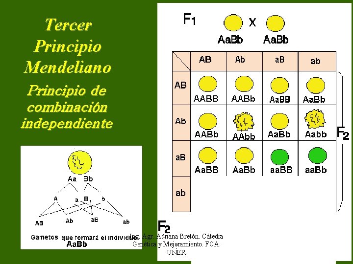 Tercer Principio Mendeliano Principio de combinación independiente Ing. Agr. Adriana Bretón. Cátedra Genética y