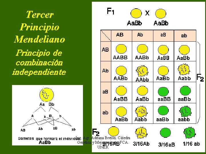 Tercer Principio Mendeliano Principio de combinación independiente Ing. Agr. Adriana Bretón. Cátedra Genética y