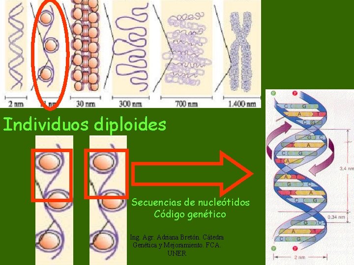 Individuos diploides Secuencias de nucleótidos Código genético Ing. Agr. Adriana Bretón. Cátedra Genética y