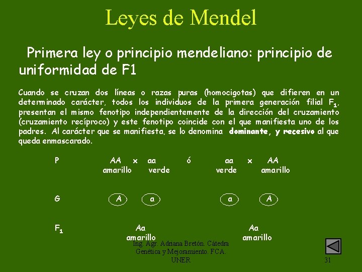 Leyes de Mendel Primera ley o principio mendeliano: principio de uniformidad de F 1