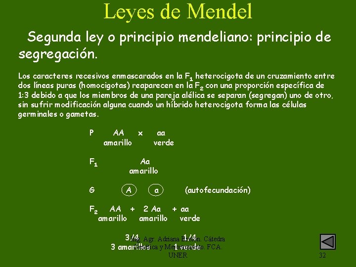 Leyes de Mendel Segunda ley o principio mendeliano: principio de segregación. Los caracteres recesivos