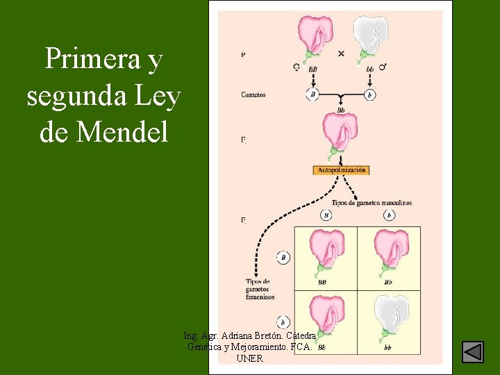 Primera y segunda Ley de Mendel Ing. Agr. Adriana Bretón. Cátedra Genética y Mejoramiento.