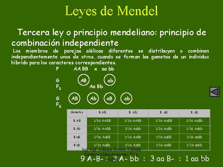 Leyes de Mendel Tercera ley o principio mendeliano: principio de combinación independiente Los miembros