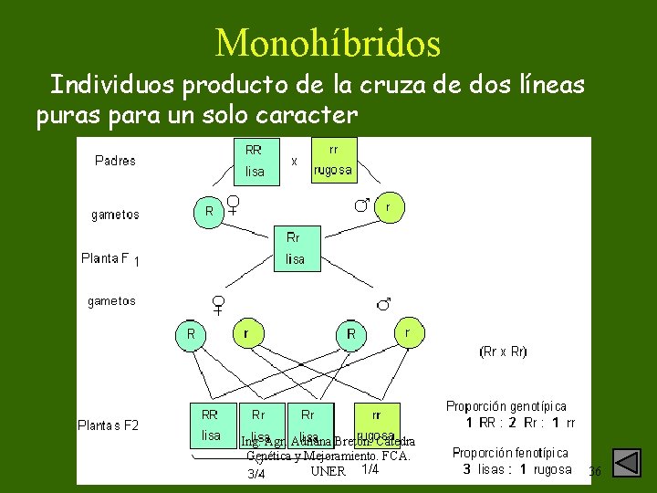 Monohíbridos Individuos producto de la cruza de dos líneas puras para un solo caracter