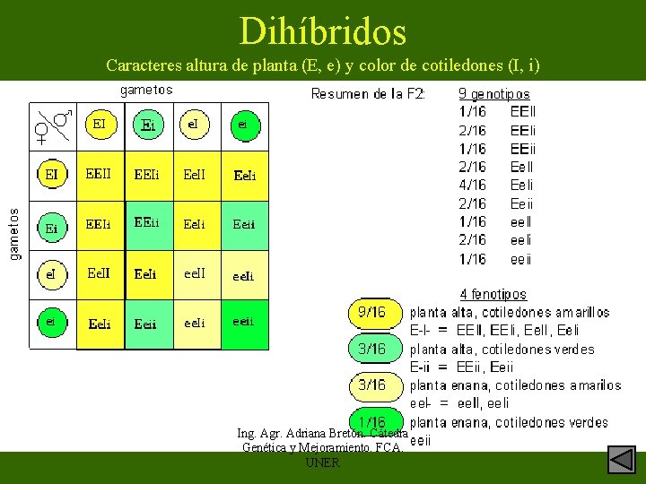 Dihíbridos Caracteres altura de planta (E, e) y color de cotiledones (I, i) Ing.