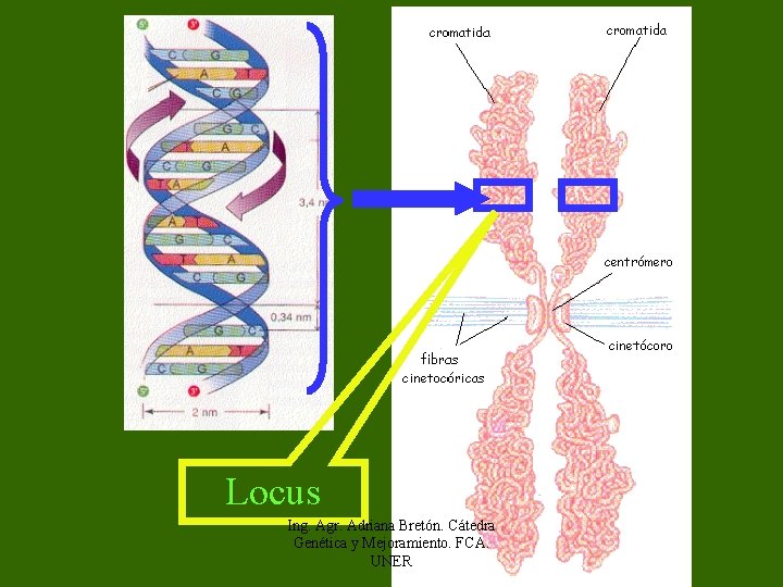 Locus Ing. Agr. Adriana Bretón. Cátedra Genética y Mejoramiento. FCA. UNER 
