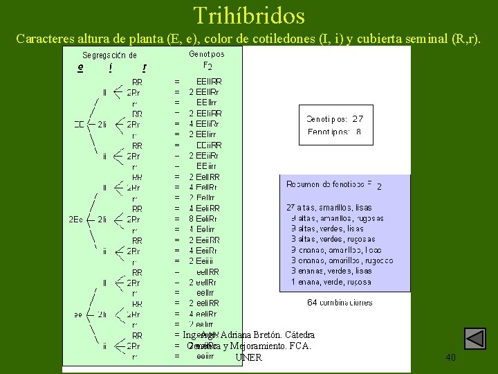 Trihíbridos Caracteres altura de planta (E, e), color de cotiledones (I, i) y cubierta