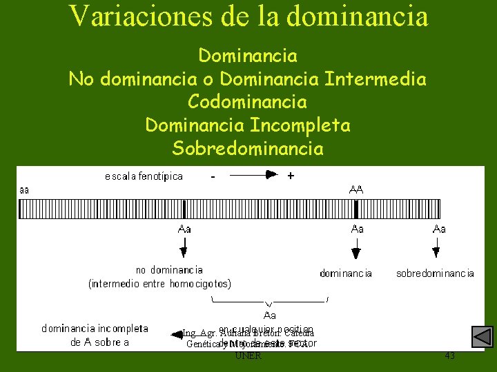 Variaciones de la dominancia Dominancia No dominancia o Dominancia Intermedia Codominancia Dominancia Incompleta Sobredominancia