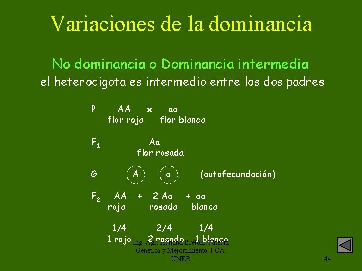 Variaciones de la dominancia No dominancia o Dominancia intermedia el heterocigota es intermedio entre