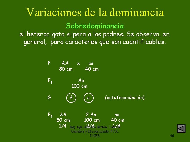 Variaciones de la dominancia Sobredominancia el heterocigota supera a los padres. Se observa, en