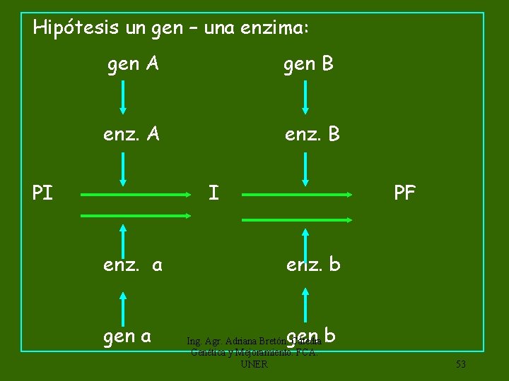  Hipótesis un gen – una enzima: gen A gen B enz. A enz.