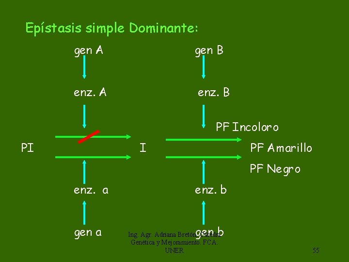  Epístasis simple Dominante: gen A gen B enz. A enz. B PF Incoloro