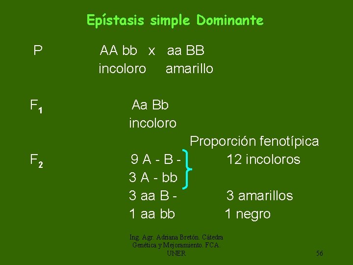 Epístasis simple Dominante P AA bb x aa BB incoloro amarillo F 1 Aa