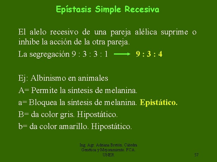 Epístasis Simple Recesiva El alelo recesivo de una pareja alélica suprime o inhibe la