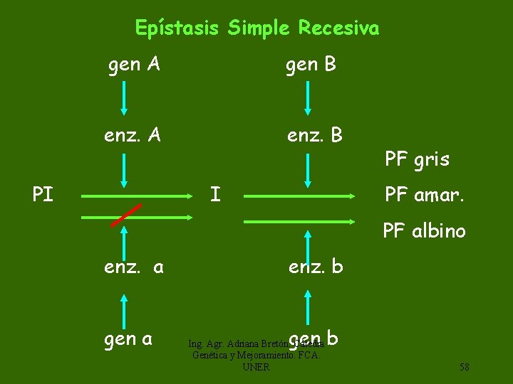  Epístasis Simple Recesiva gen A gen B enz. A enz. B PI I