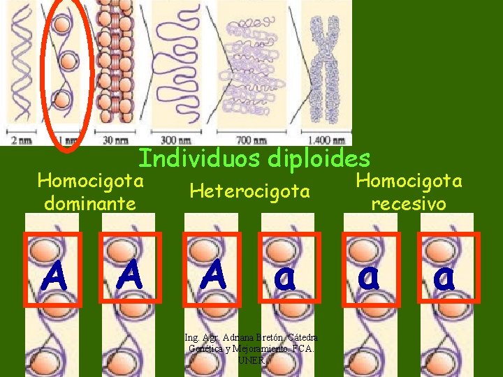 Individuos diploides Homocigota dominante A A Heterocigota A a Ing. Agr. Adriana Bretón. Cátedra