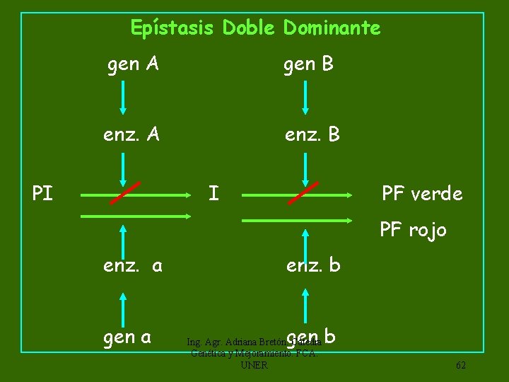  Epístasis Doble Dominante gen A gen B enz. A enz. B PI I