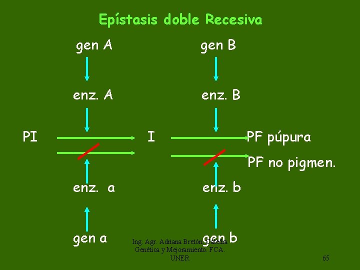 Epístasis doble Recesiva gen A gen B enz. A enz. B PI I